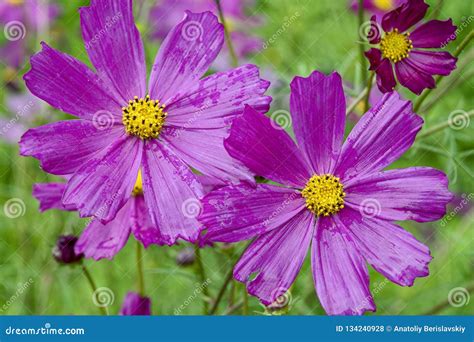 Close Up Of Pink Cosmos Flower With Blur Background Stock Photo Image
