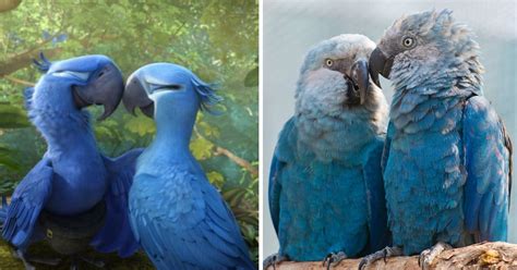 The Blue Spixs Macaw Parrot Seen In The Movie ‘rio Is Now Extinct