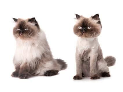 I really hope these poor cats are completely unaware of their awful haircuts. Cat Grooming - Cat Lion Clips - Southern Cross Vet Clinic