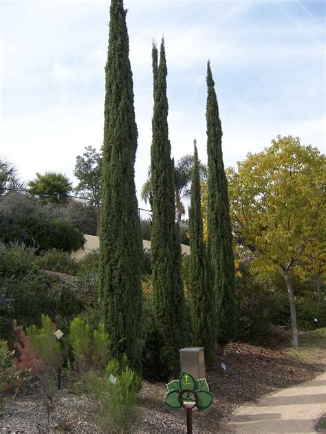 The 2 Minute Gardener Photo Italian Cypress Cupressus Sempervirens