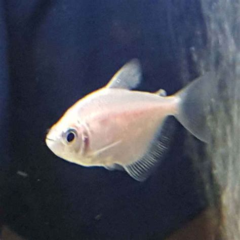 White Skirt Tetra Gymnocorymbus Ternetzi