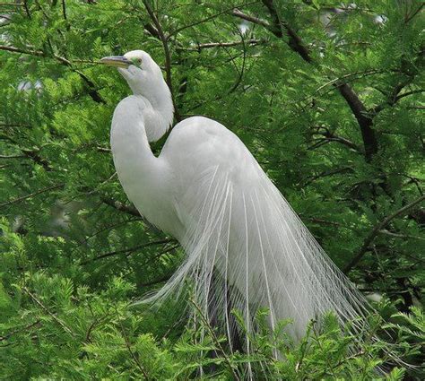 White Feathers Most Beautiful Birds Nature Images Nature Pictures