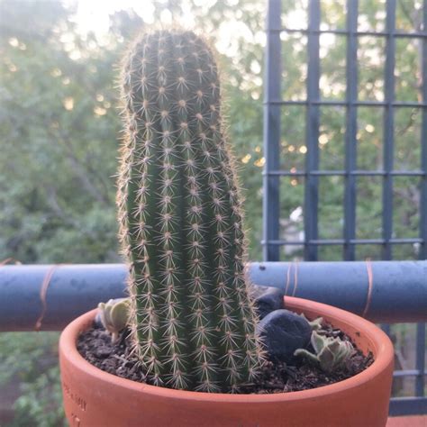 The most common name for this plant is the torch cactus. Echinopsis spachiana, Golden Torch Cactus in GardenTags ...