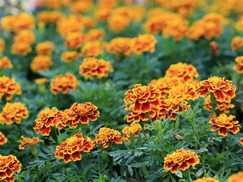 Types Of Flowers That Keep Bugs Away 7 Plants That Repel Insects