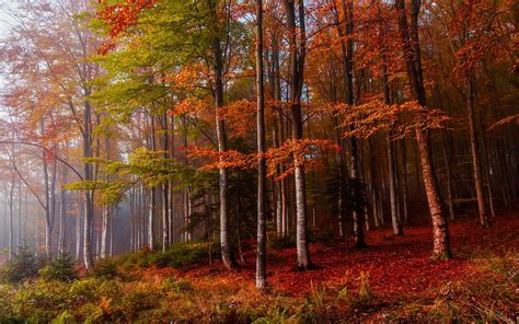 Wallpaper Sunlight Trees Landscape Colorful Fall Leaves Nature