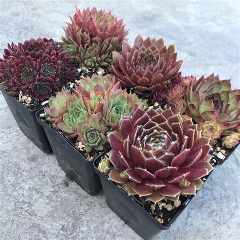 Bold And Beautiful Hens And Chicks Collection Sempervivum 35 Pots