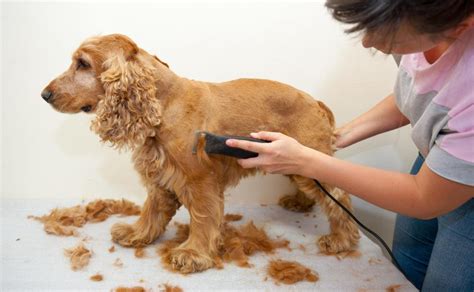 What Does A Dog Groomer Do With Pictures