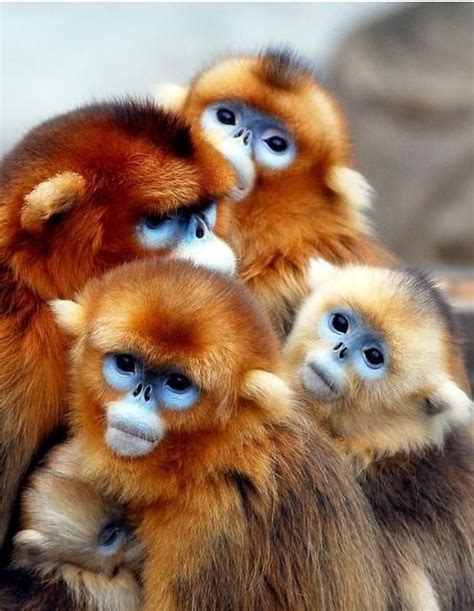 Petits Singes Cute Animals Funny Monkey Pictures Monkey Pictures