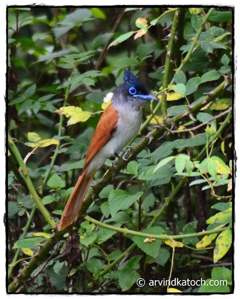 Asian Paradise Flycatcher Pictures And Detail A Bird From The Paradise