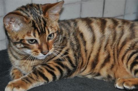 All of the toyger cats we have that are available now and looking for a forever home. The most expensive cats in the world. Page 1