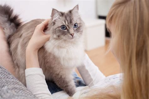 World S Cutest Cat Breeds Most Today