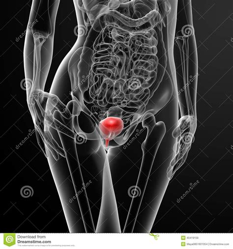3d Render Female Bladder Anatomy X-ray Stock Illustration - Image: 40419159