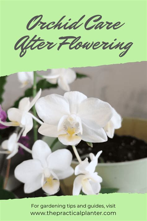 How To Properly Care For An Orchid After Flowering The Practical Planter