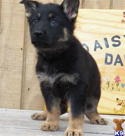Pure Breed Male And Female German Shepherd Puppies 32958