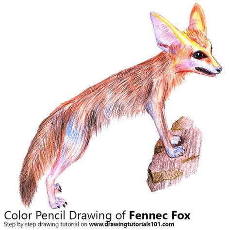 Fennec Fox With Color Pencils Time Lapse Color Pencil Drawing