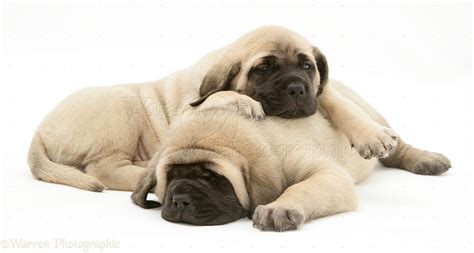 Dogs Sleepy Fawn English Mastiff Pups Photo Wp18335