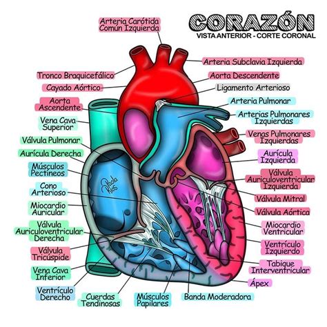 Corazón Medical School Essentials Medicine Notes Medicine Studies