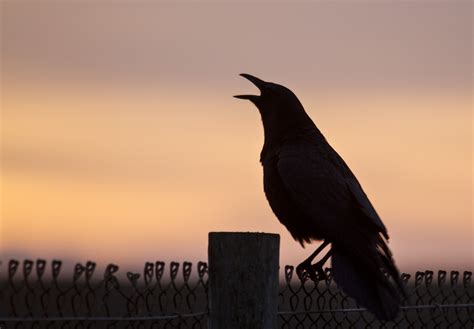 Do Crows Sing Birdnote