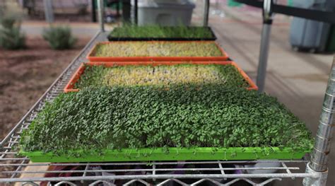 Mold On Microgreens How To Combat And Prevent Mold Bootstrap Farmer