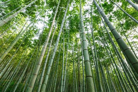 Green Bamboo Forest Stock Photo Image Of Beautiful Grove 67021922