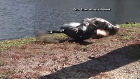 Watch Alligators Battle In Clearwater Florida