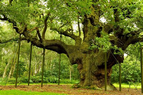 The Uks Oldest And Most Historic Ancient Trees Wanderlust