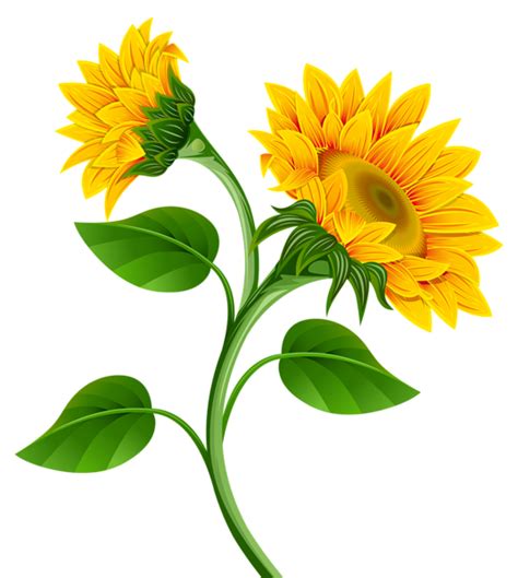 Sunflowers Png Clipart Image Gallery Yopriceville High