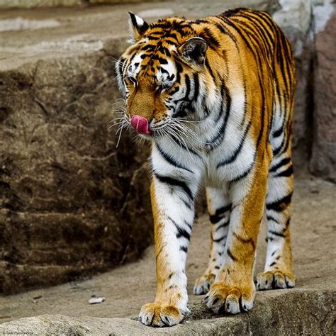 Tiger Licking His Chops Tiger Photo Photo Sharing