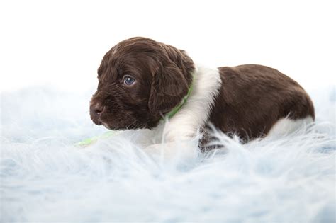 researchbreedercom find small munsterlander pointer puppies  sale genetic tests
