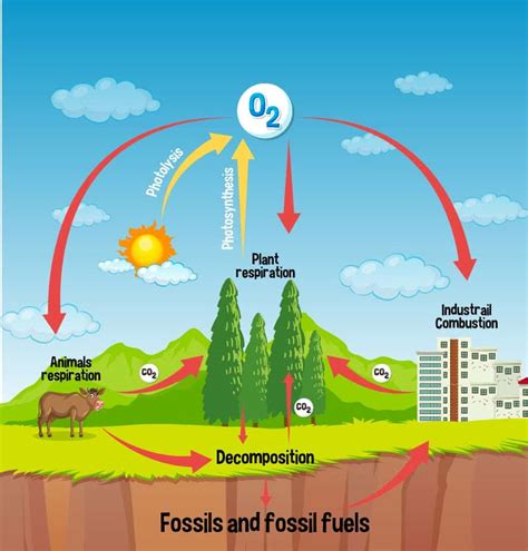 Oxygen Cycle What Is Oxygen Cycle Its Importance