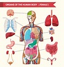 Diagrama de órganos del cuerpo humano. 416524 Vector en Vecteezy