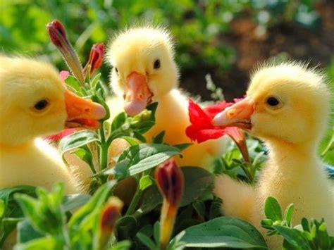 Ducklings Enjoying Spring Spring Pinterest