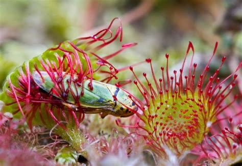 13 Strange But Interesting Carnivorous Plants That Eat Bugs