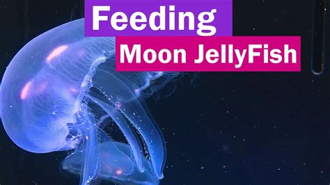 Maybe you would like to learn more about one of these? What Do You Feed Jellyfish In An Aquarium - Aquarium Views