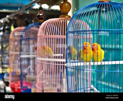 Parakeets In Colorful Cages For Sale At Bird Market Stock Photo Alamy