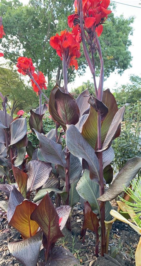 Red Black Knight Canna Lily Plant Qty 2 Live Plant Etsy