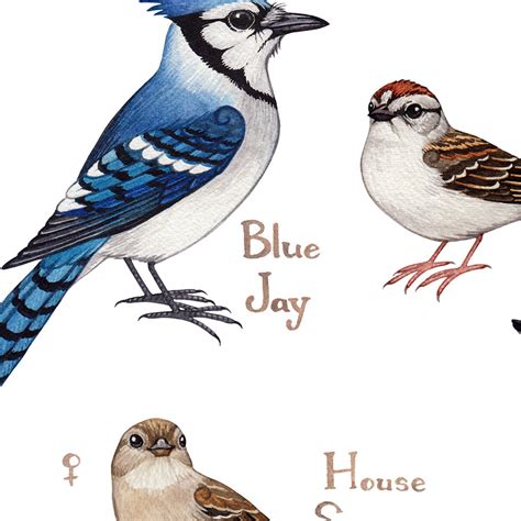 Kentucky Backyard Birds Field Guide Art Print Kate Dolamore Art