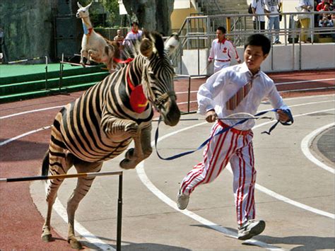 Chinas Animal Olympics Photo 1 Cbs News