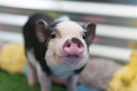 Teacup Pig Full Grown