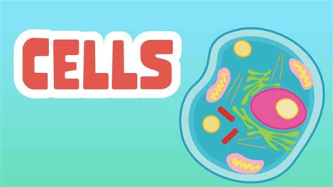 Cells Facts For Kids 8 Interesting Facts About Cells Learningmole