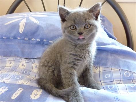 British Blue Shorthair Kittens Dunfermline Fife