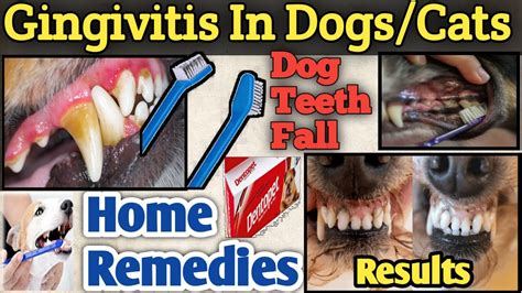 Dog Teeth Fall Solution Gingivitis In Dogscats Causessymptoms