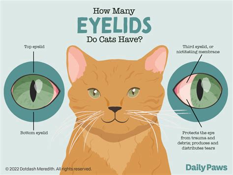 How Many Eyelids Do Cats Have Here S What A Cat Eye Doctor Says