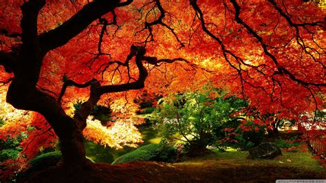 Nature And Landscapes Beautiful Autumn Hd Desktop Wallpaper Mobile Dual