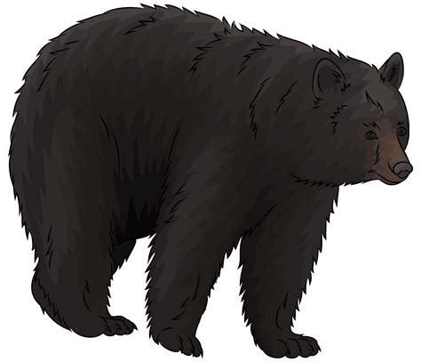 American Black Bear Png Photos Png Play