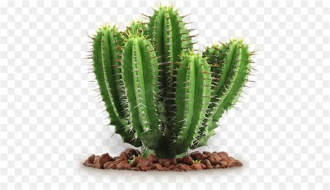Cactus Png Image 20 Free Cliparts Download Images On Clipground 2023