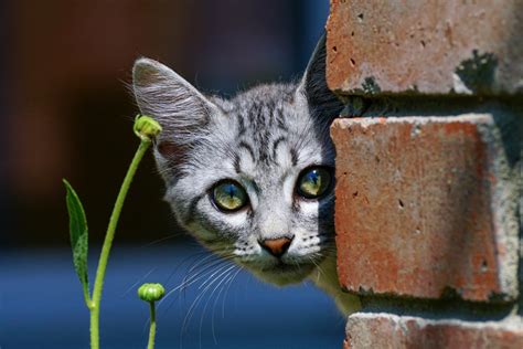 Cat Peeking From Behind A Wall Hd Wallpaper Background