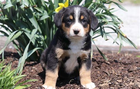 Entlebucher Mountain Dog Puppies For Sale Puppy Adoption Keystone