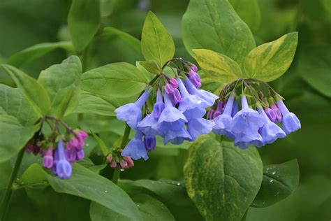 Virginia Bluebells Photograph By Isabela And Skender Cocoli Fine Art