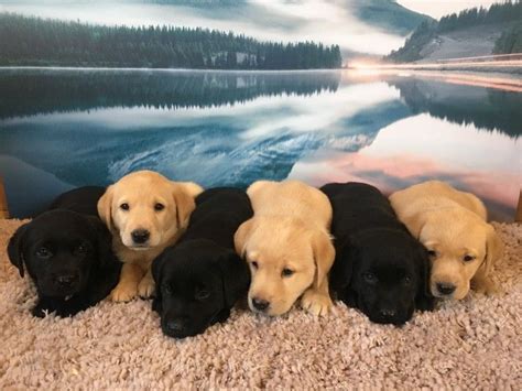 Labrador Retriever Puppies For Sale Colorado Street Houston Tx 237860